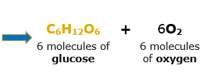 phototosynthesis2